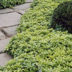 Pachysandre - Un tapis vert sans effort
