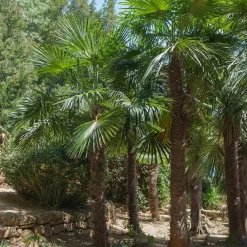Palmier de Chine - Le palmier qui brave le froid