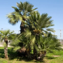Palmier de jardin - Un air de vacances chez vous