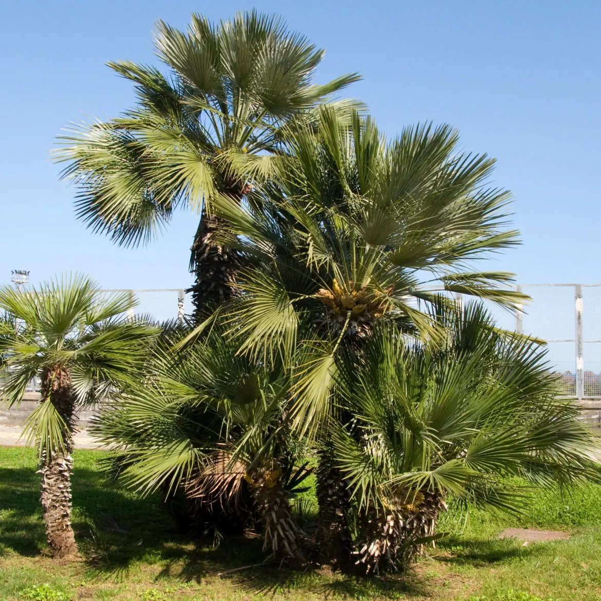 Palmier de jardin - Un air de vacances chez vous