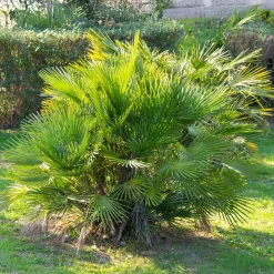 Palmier de jardin - Un air de vacances chez vous