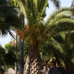 Palmier des Canaries - L'esprit vacances chez vous