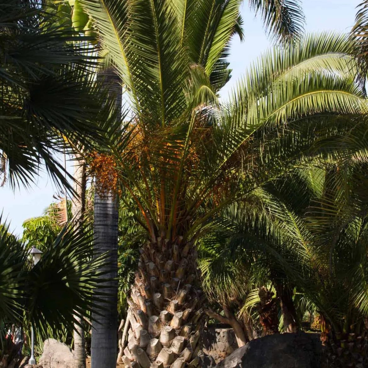 Palmier des Canaries - L'esprit vacances chez vous