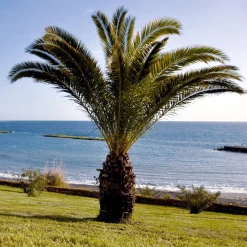 Palmier des Canaries - L'esprit vacances chez vous