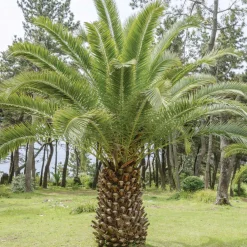 Palmier des Canaries - L'esprit vacances chez vous