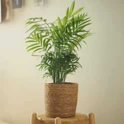 Palmier des montagnes - La jungle chez vous