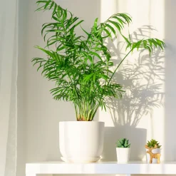 Palmier des montagnes - La jungle chez vous