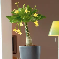 Palmier Hawaien + Cache pot blanc 14cm. - Élégance tropicale en blanc