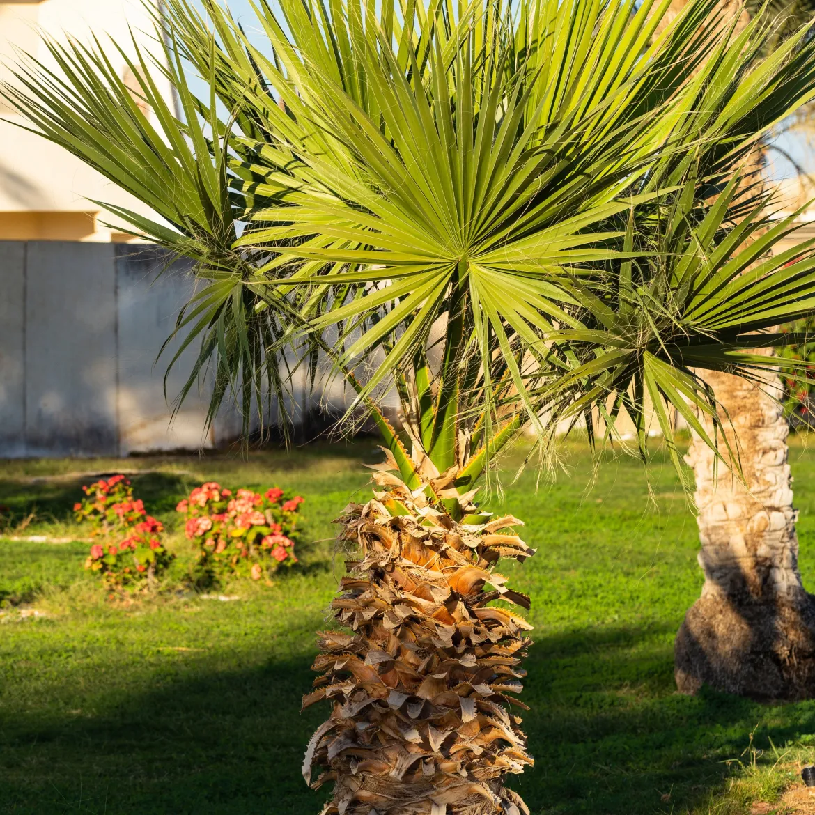 Palmier à jupon du Mexique - Un air de vacances au jardin