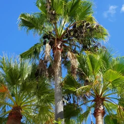 Palmier à jupon du Mexique - Un air de vacances au jardin