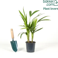 Palmier Kentia Howea forsteriana - L'élégance sans effort