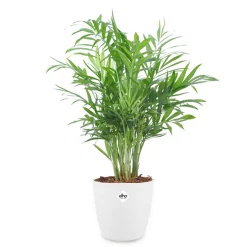 Palmier nain + cache pot blanc 14 cm. - Feuillage léger, ambiance apaisante
