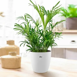Palmier nain + cache pot blanc 14 cm. - Feuillage léger, ambiance apaisante