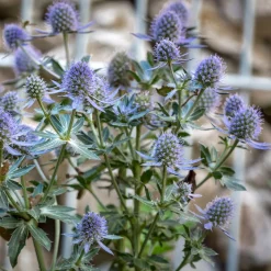 Panicaut à feuilles planes Blauer Zwerg Chardon bleu - Du bleu métallique tout l'été