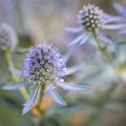Panicaut à feuilles planes Blauer Zwerg Chardon bleu - Du bleu métallique tout l'été