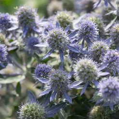 Panicaut à feuilles planes Blue Hobbit - Le bleu métal facile