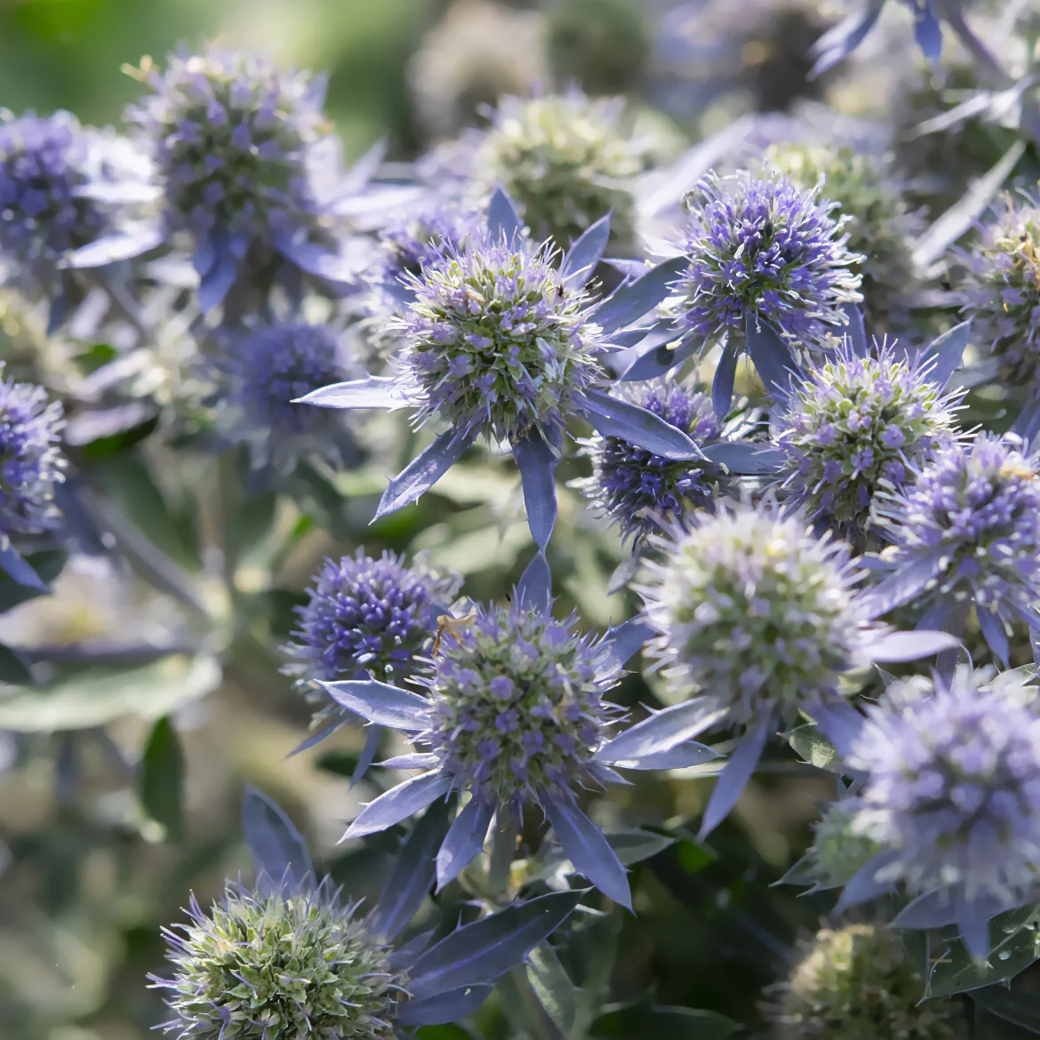 Panicaut à feuilles planes Blue Hobbit - Le bleu métal facile
