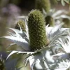 Panicaut géant - Le chardon graphique du jardin