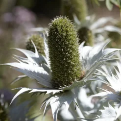 Panicaut géant - Le chardon graphique du jardin