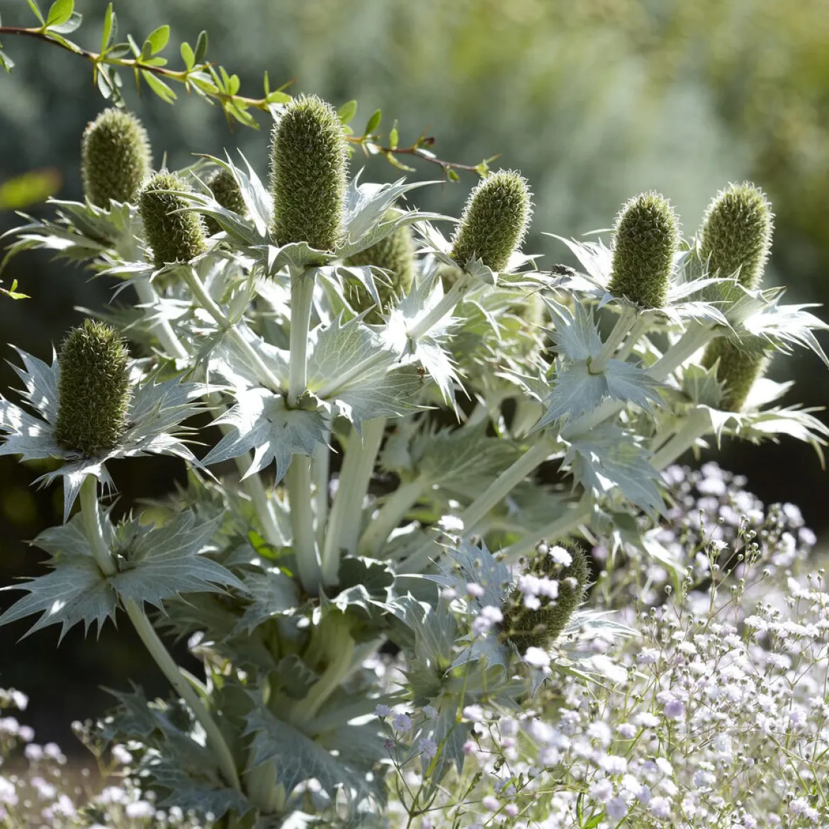 Panicaut géant - Le chardon graphique du jardin