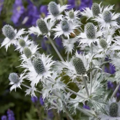 Panicaut géant - Le chardon graphique du jardin