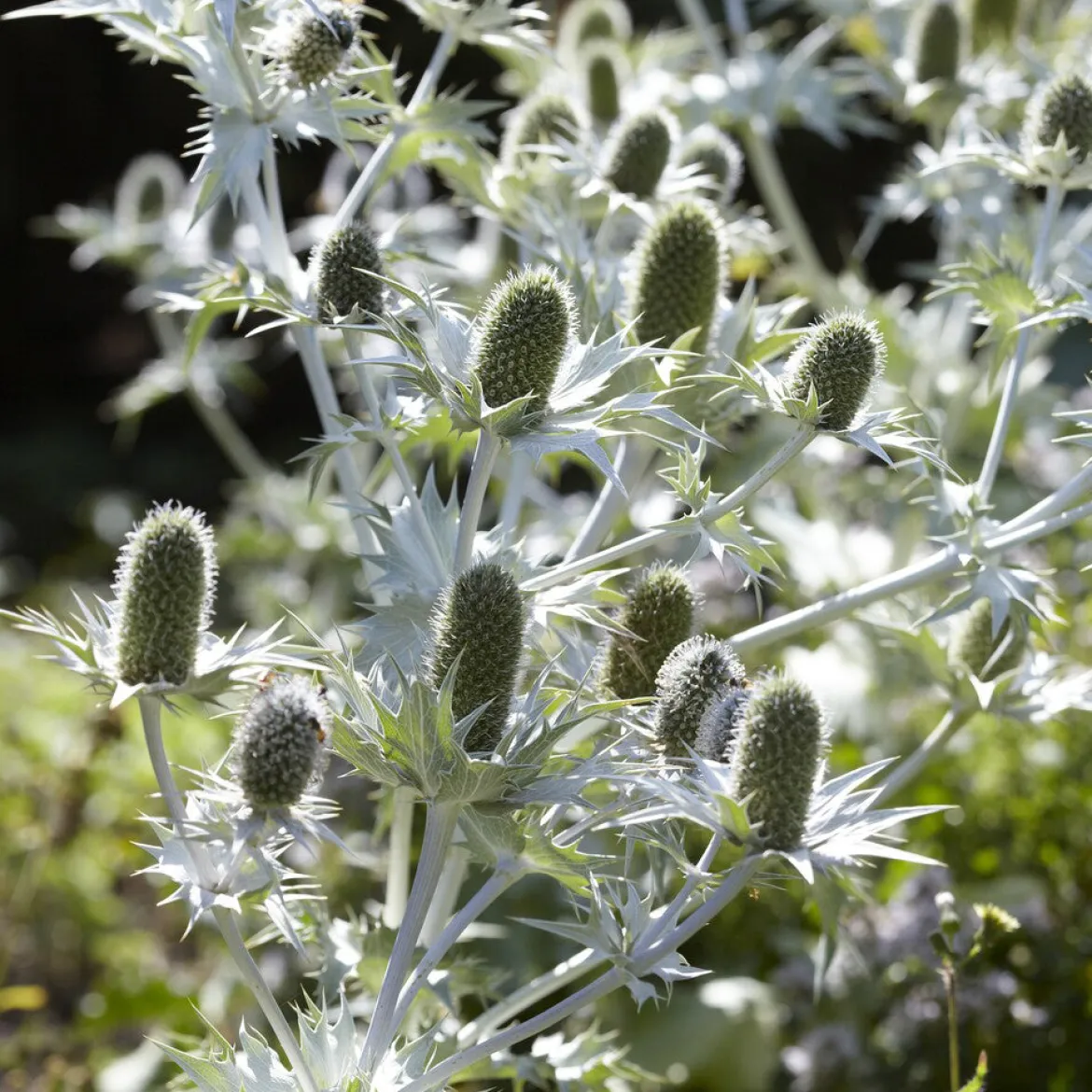 Panicaut géant - Le chardon graphique du jardin