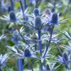Panicaut hybride Big Blue - Bleu métallisé sans effort