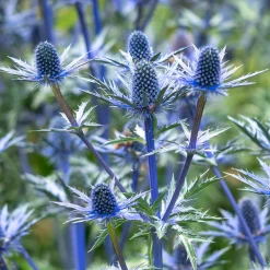 Panicaut hybride Big Blue - Bleu métallisé sans effort