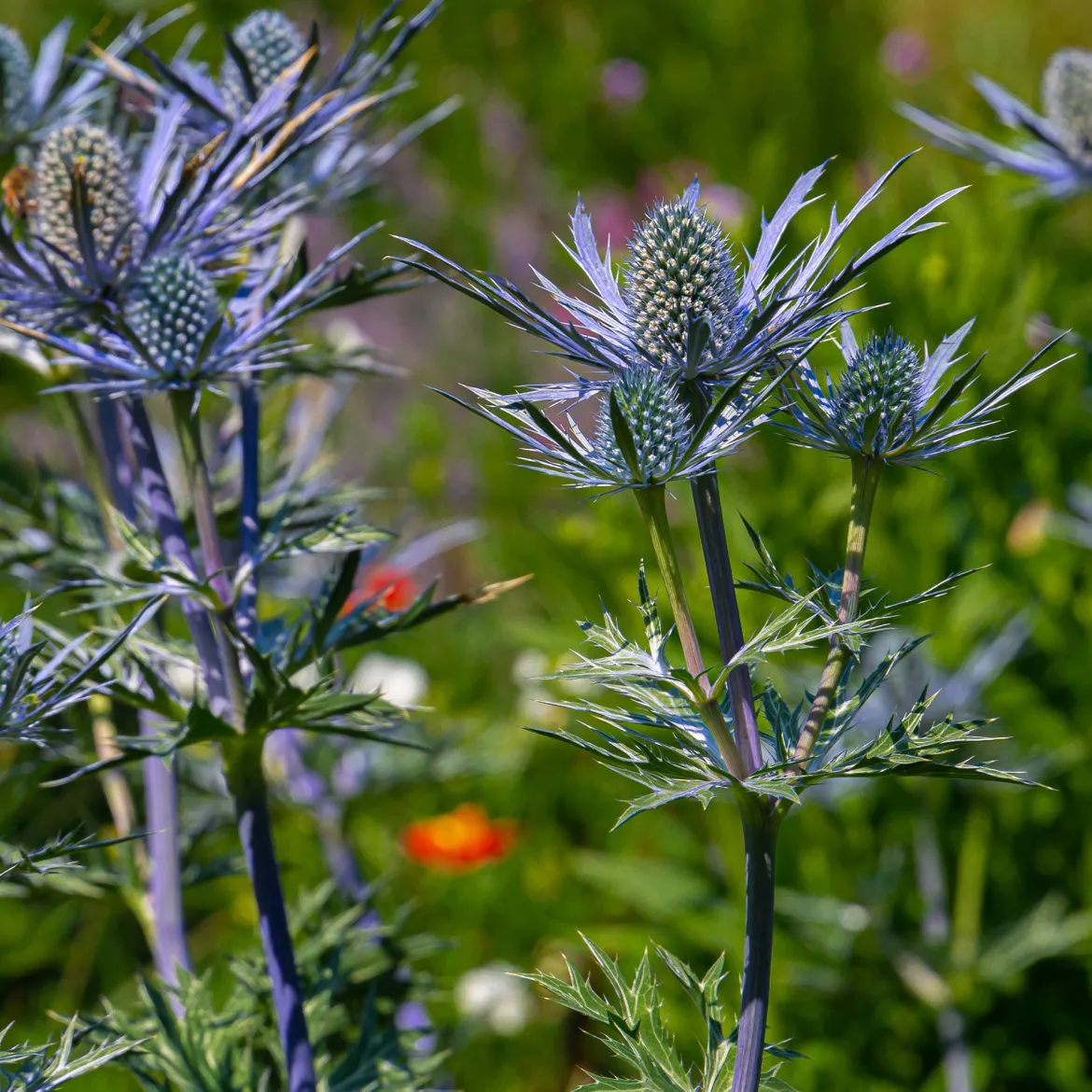 Panicaut maritime Lapis Blue - Le bleu métal qui dure