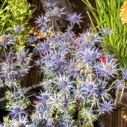 Panicaut maritime Lapis Blue - Le bleu métal qui dure