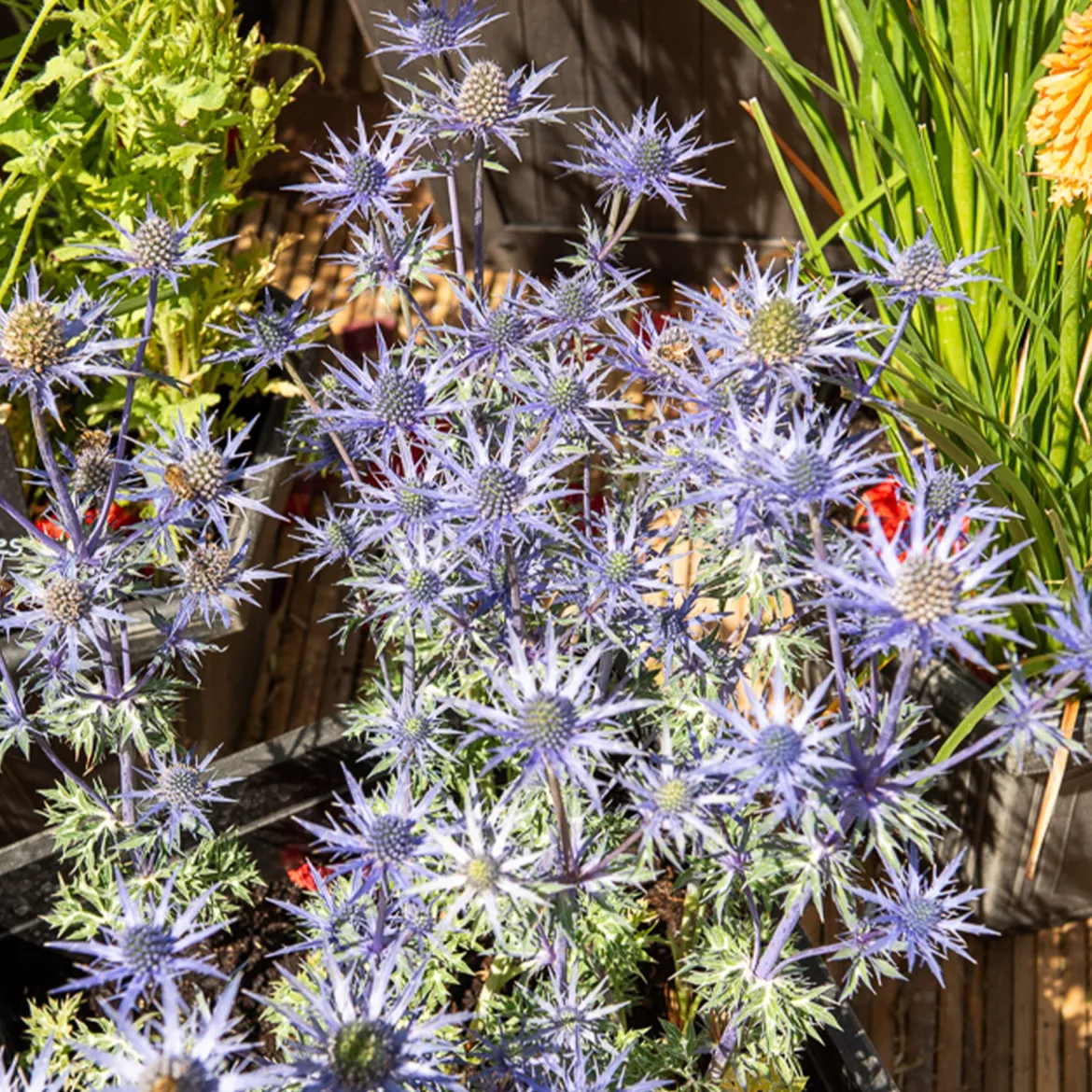 Panicaut maritime Lapis Blue - Le bleu métal qui dure