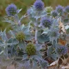 Panicaut maritime - Le bleu métal des dunes
