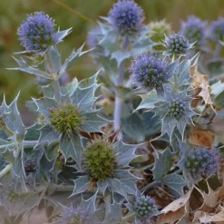 Panicaut maritime - Le bleu métal des dunes