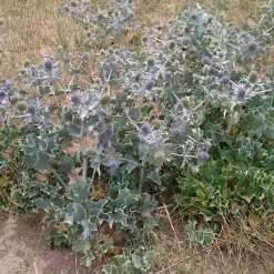 Panicaut maritime - Le bleu métal des dunes
