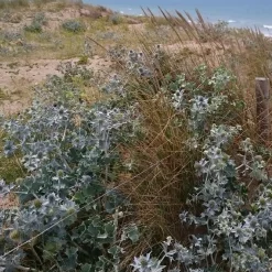 Panicaut maritime - Le bleu métal des dunes