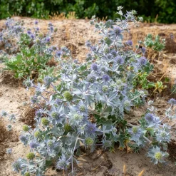 Panicaut maritime - Le bleu métal des dunes