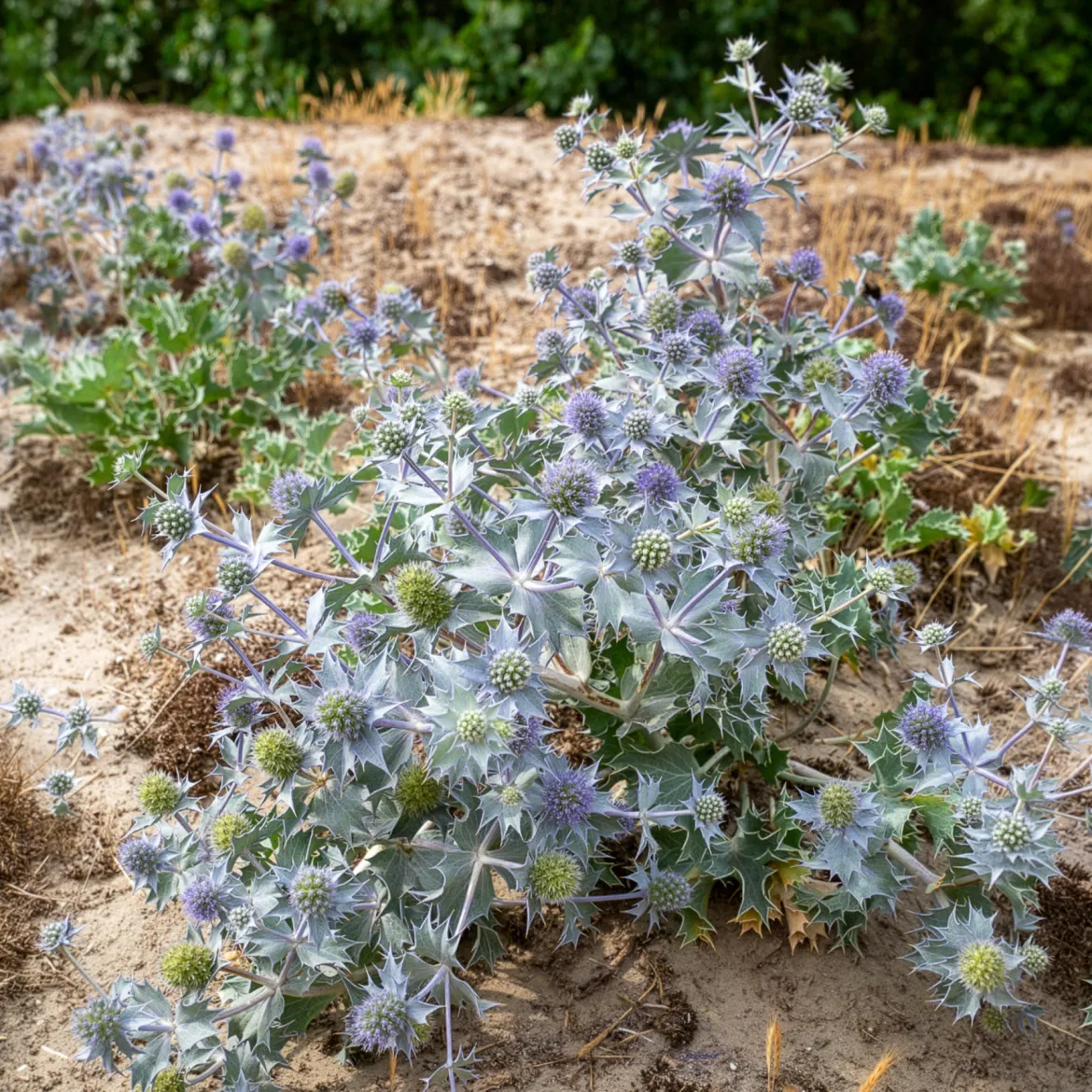 Panicaut maritime - Le bleu métal des dunes
