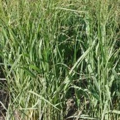 Panic érigé Buffalo Green - Un feuillage qui rougit