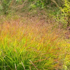 Panic érigé Rehbraun - Feuillage rouge dès l'automne
