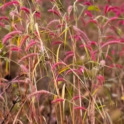 Panic érigé Rehbraun - Feuillage rouge dès l'automne