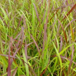 Panic érigé Rotstahlbusch - Le feu rouge du jardin