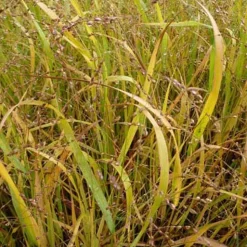Panic érigé Stafa - Élégance naturelle au jardin
