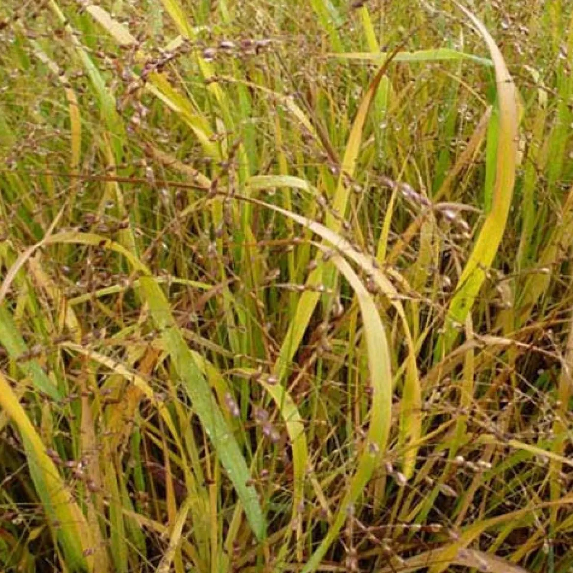 Panic érigé Stafa - Élégance naturelle au jardin
