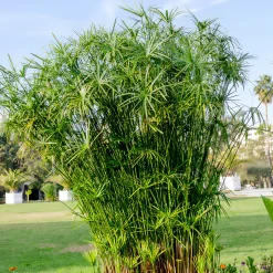Papyrus à feuilles alternes - L'esprit nature en un geste