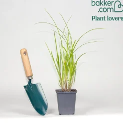 Papyrus à feuilles alternes - L'esprit nature en un geste
