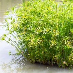 Papyrus à feuilles alternes - L'esprit nature en un geste
