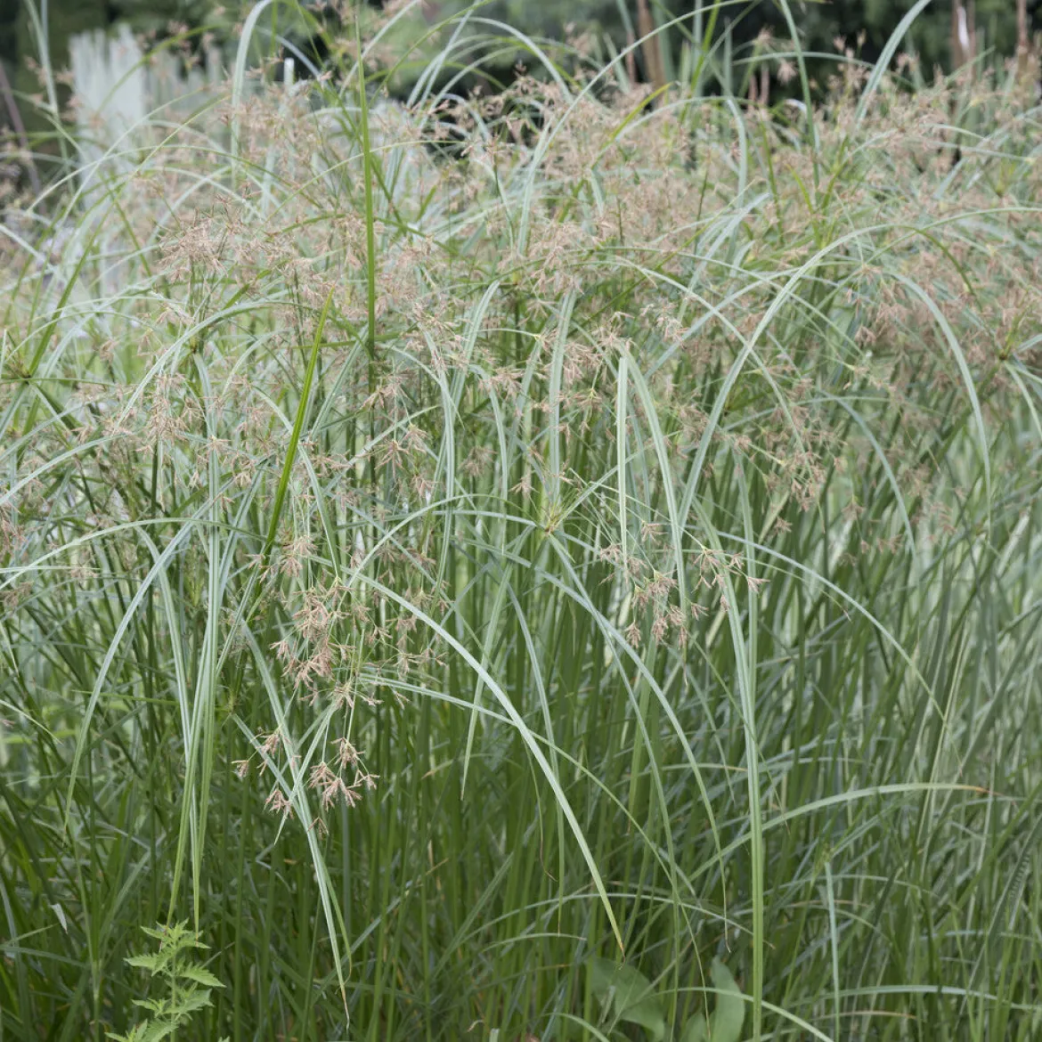 Papyrus à feuilles alternes - L'esprit nature en un geste