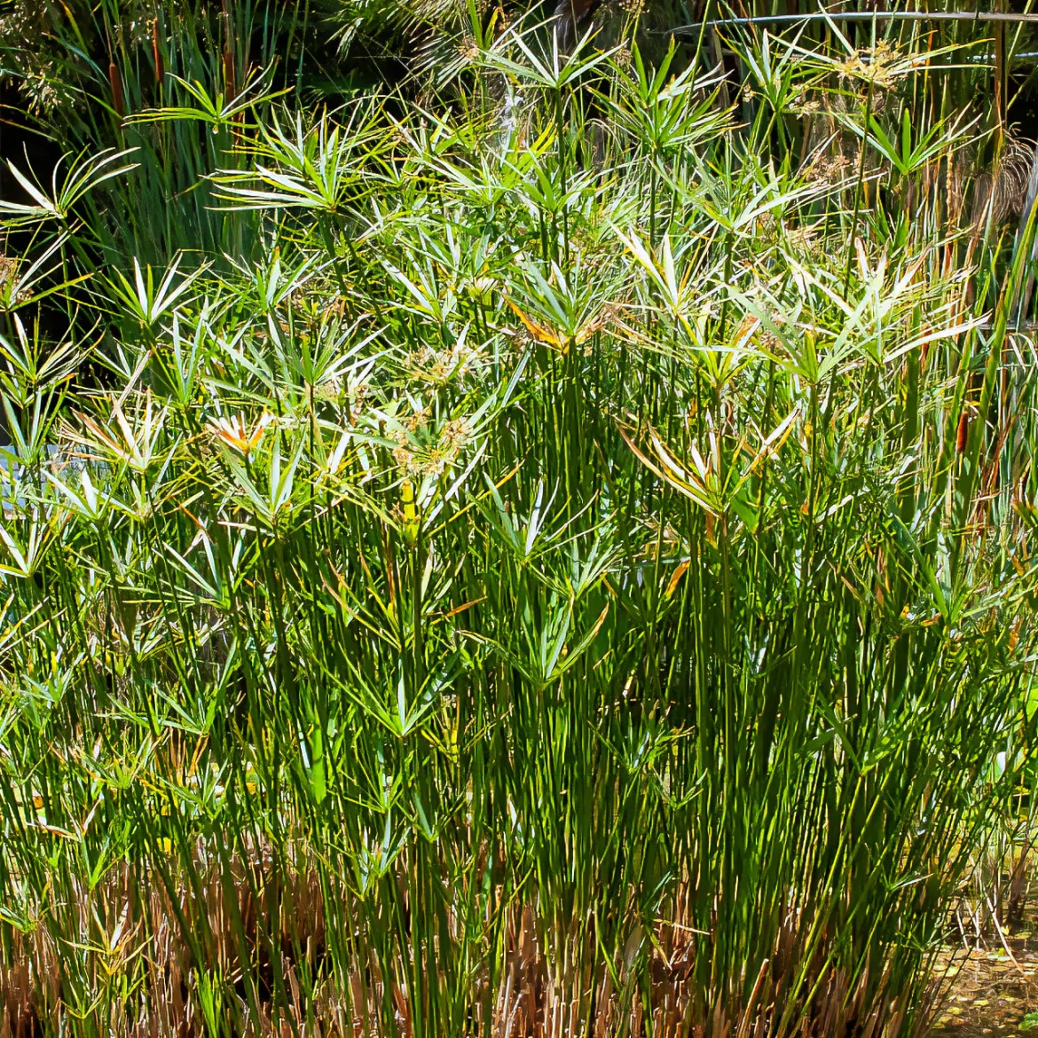 Papyrus à feuilles alternes - L'esprit nature en un geste