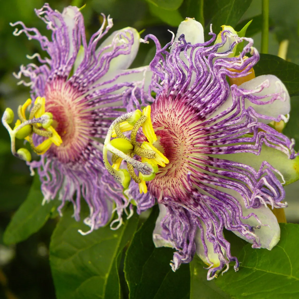 Passiflora à fruits Cooltropics® Eia popeia - Des fruits exotiques chez vous
