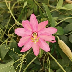 Passiflore banane - Fleurs exotiques et fruits maison